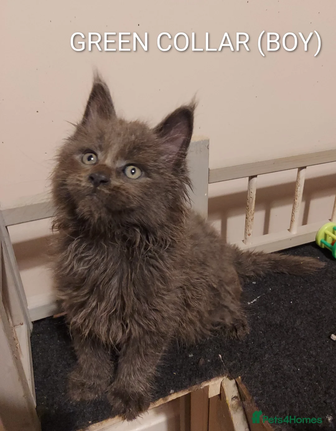 Maine Coon cats for sale: RARE COLOURS!!! MAINE COON KITTENS/DNA/GCCF  - Advert 13