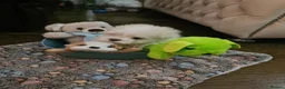 Maltese dogs for sale: EXQUISITE 5STAR TOY MINIATURE KOREAN MALTESE PUPPY - Advert 4