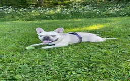 French Bulldog dogs for stud: French Bulldog for Stud - Image 1