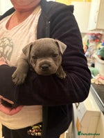 Staffordshire Bull Terrier dogs One 🏆 multi int champion Zeus kante - Advert 4