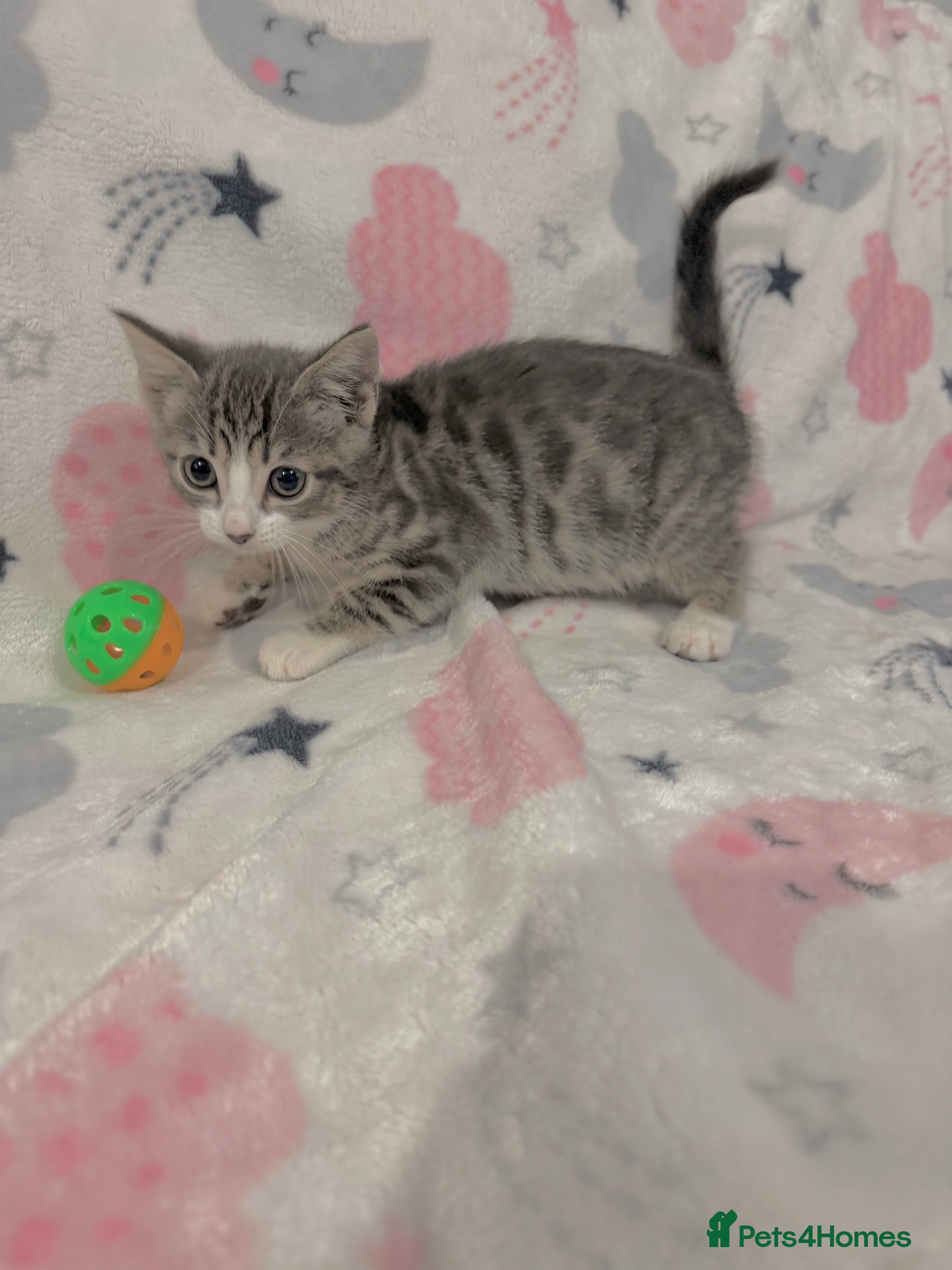 Mixed Breed cats Shorthair kittens x bengal kittens  - Advert 2