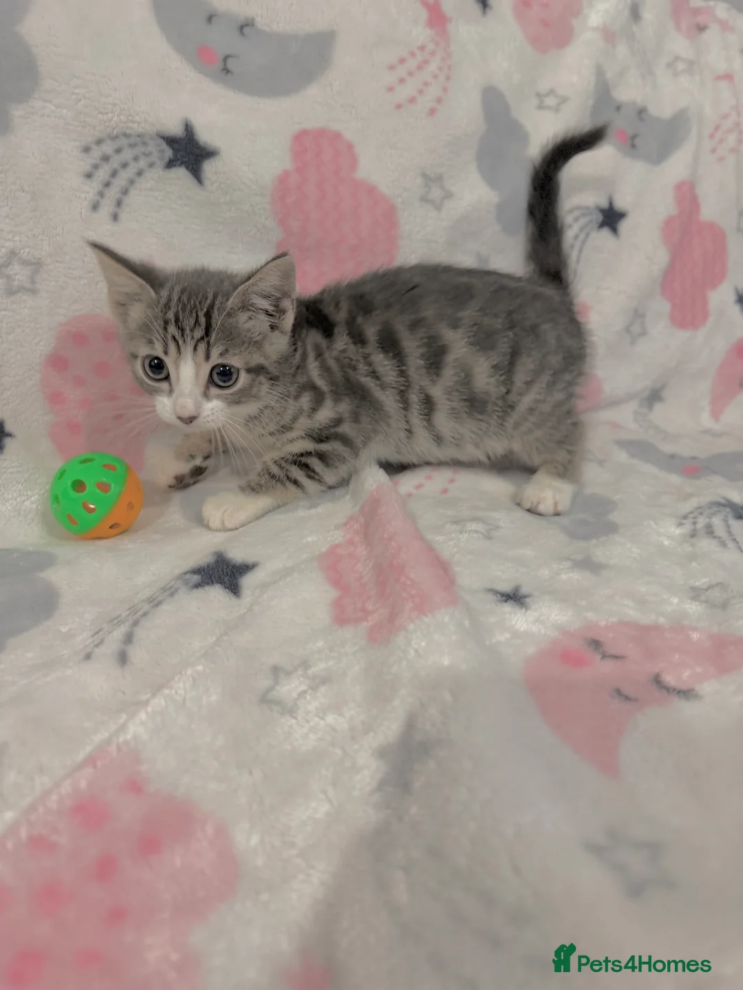 Mixed Breed cats for sale: Shorthair kittens x bengal kittens  - Advert 1