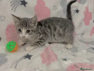 Mixed Breed cats Shorthair kittens x bengal kittens - Advert 2