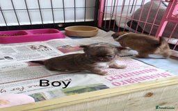 Chihuahua dogs for sale: Only one beautiful boy left,he's totally stunning  - Image 9