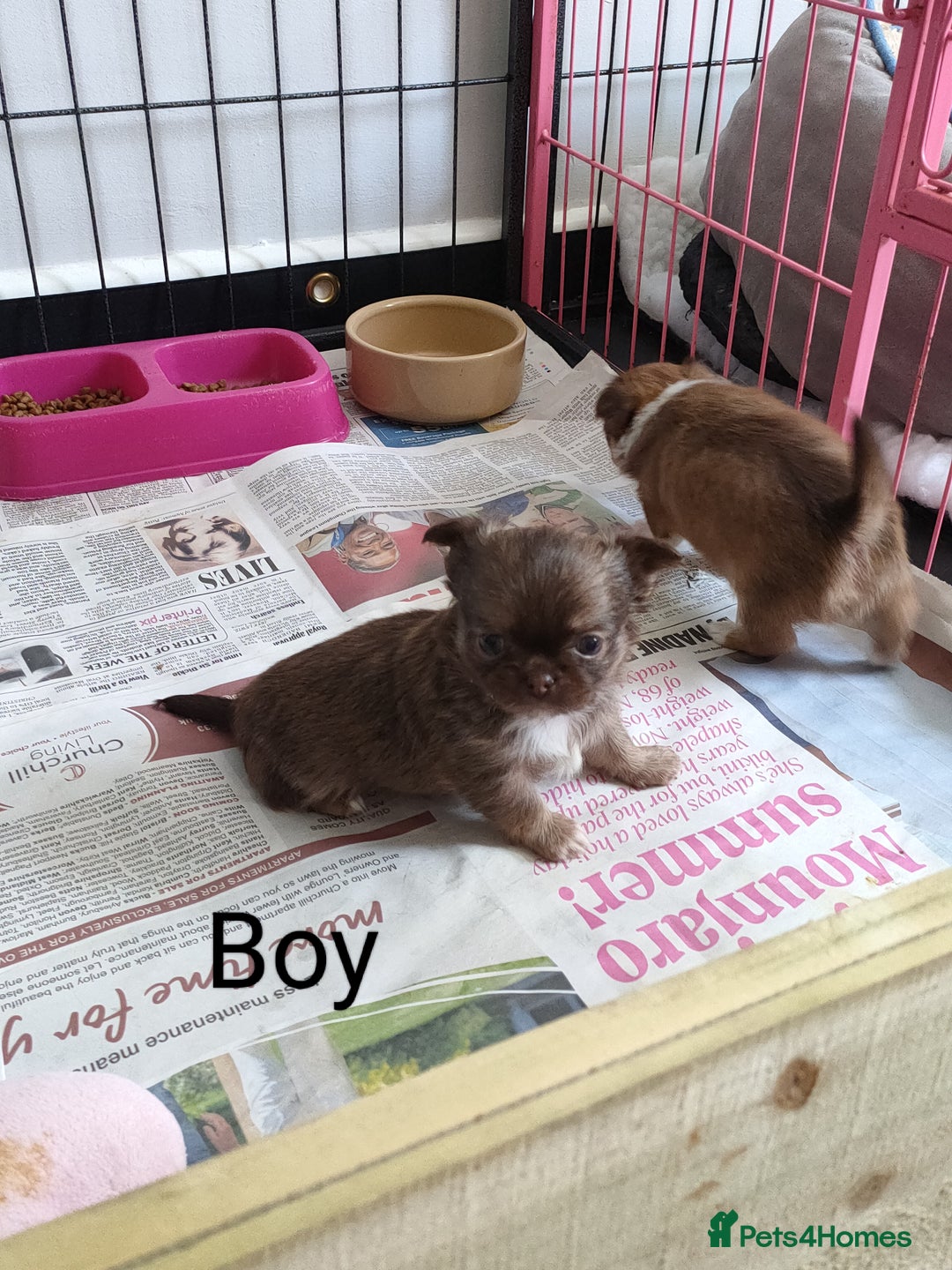 Chihuahua dogs for sale: Only one beautiful boy left,he's totally stunning  - Image 9