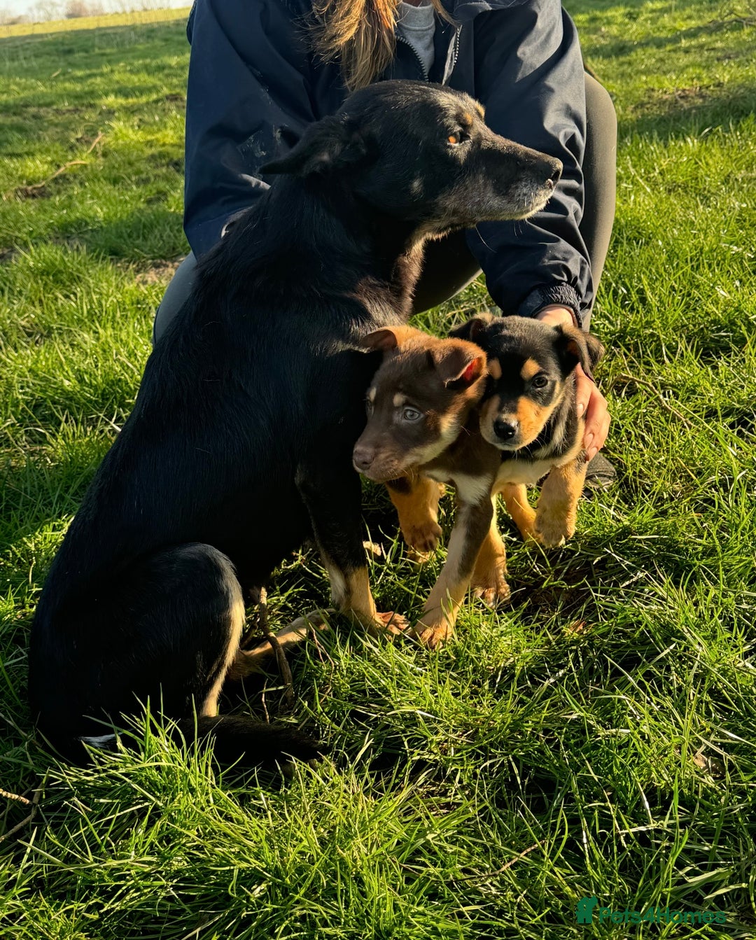 Australian Cattle Dog dogs for sale: Australian kelpie - Image 1