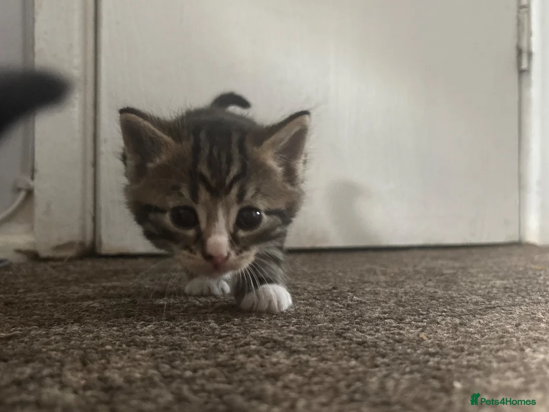 Mixed Breed cats for sale: Three Handsome Tabbies for sale!  in Fareham - Advert 2