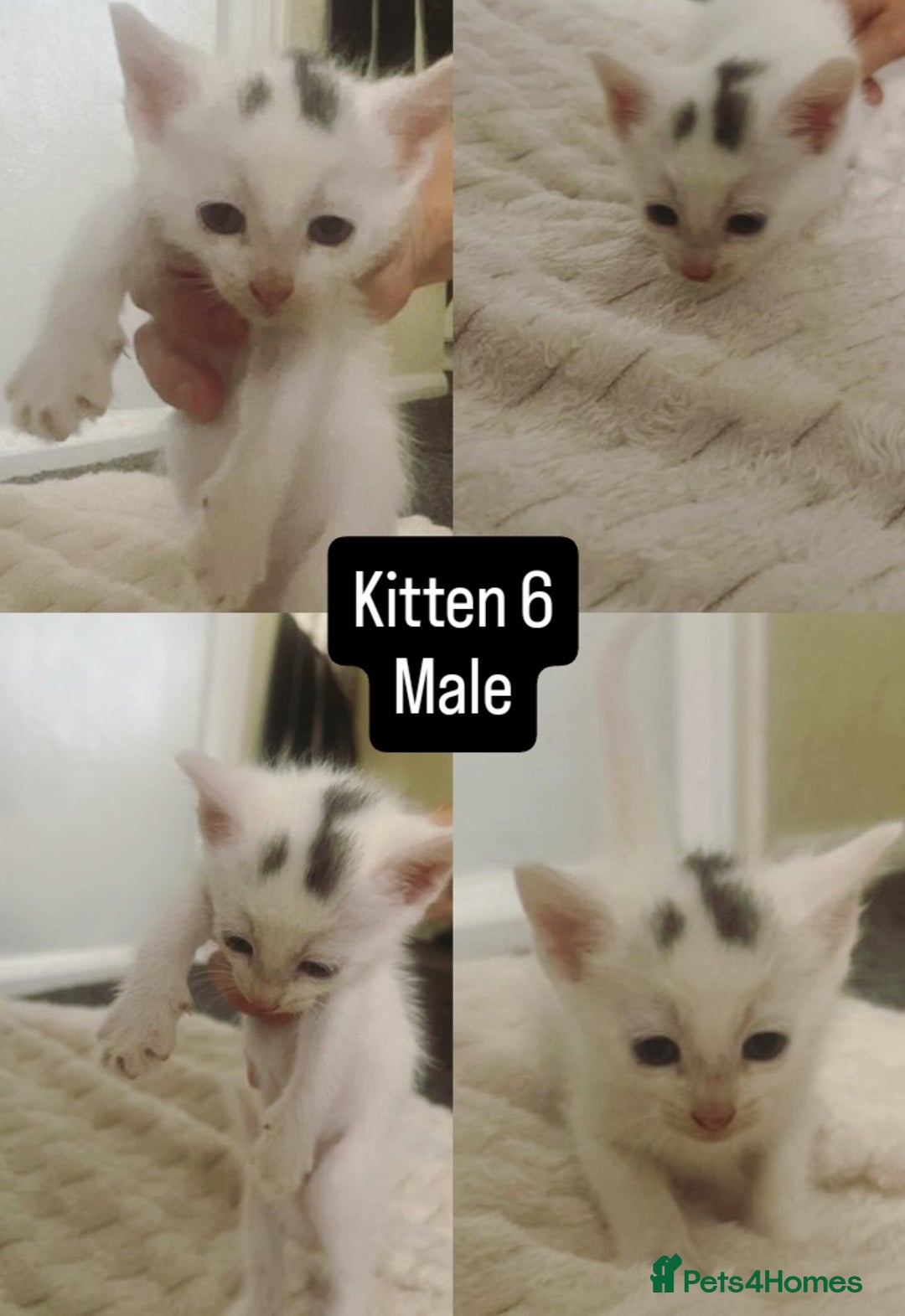 Mixed Breed cats for sale: White / Odd eye / black  Russian mix kittens /  - Image 11