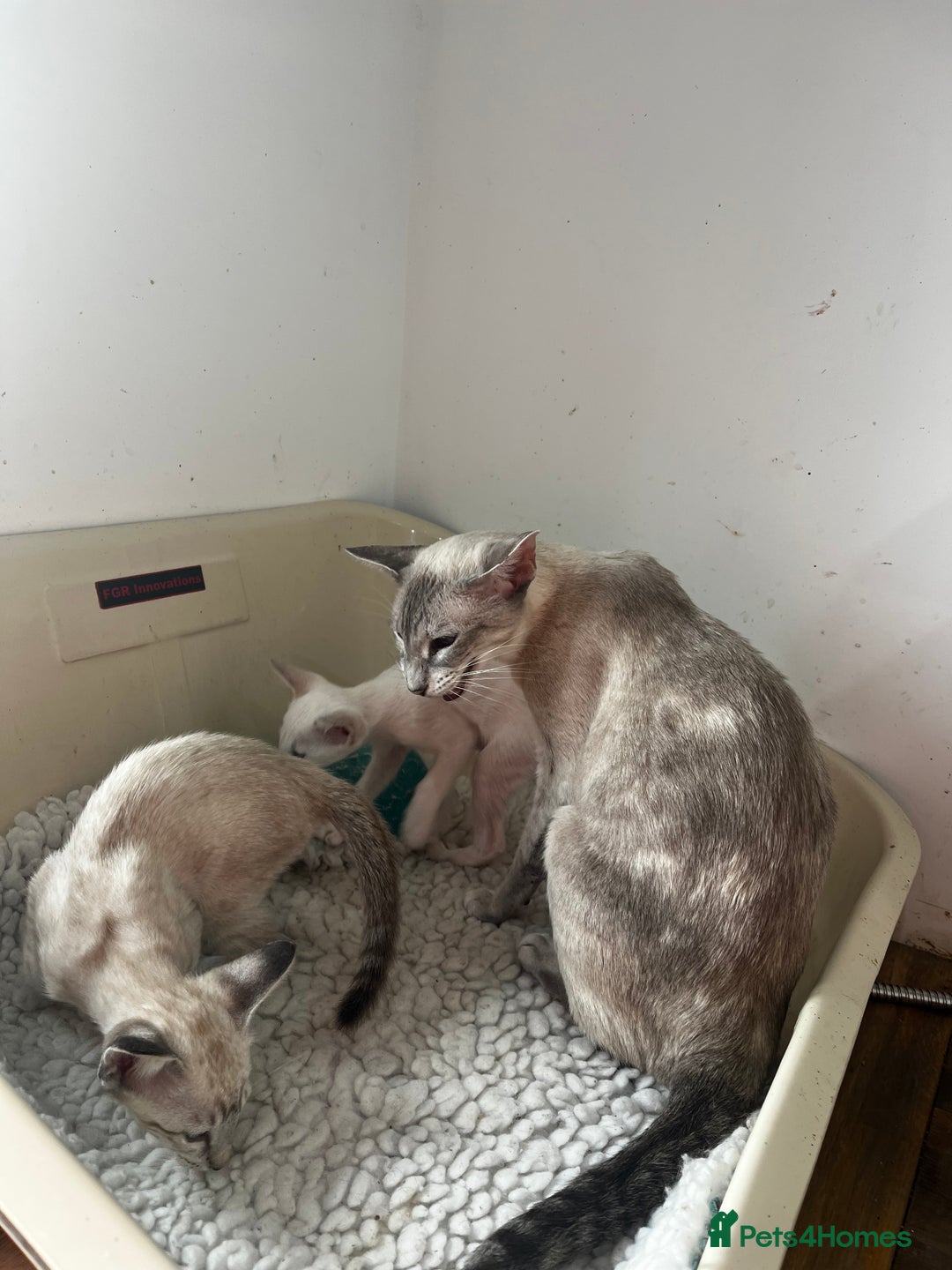 Siamese cats for sale: Siamese kittens - Image 8