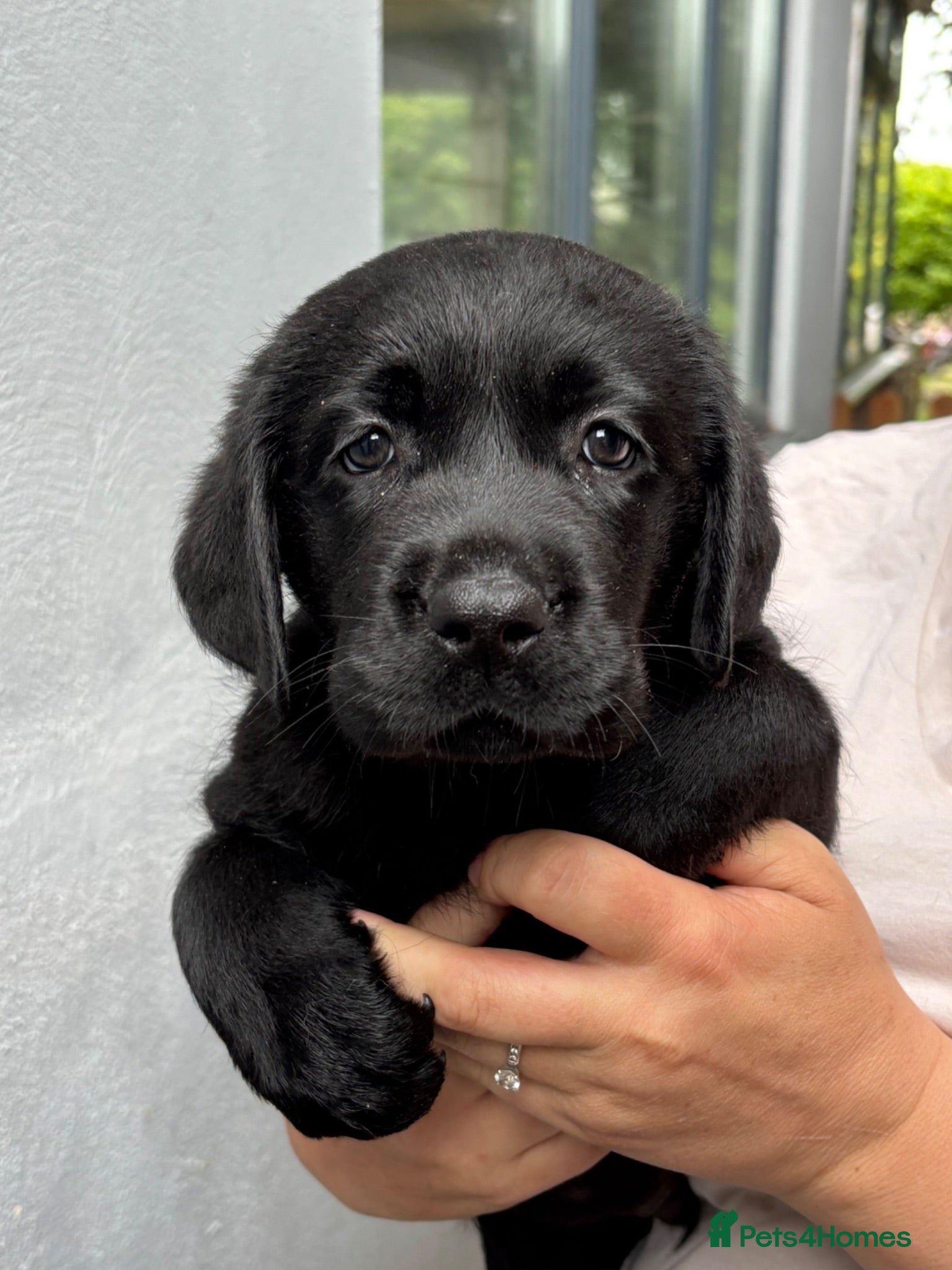 Labrador Retriever dogs Show type Black Labradors  - Advert 2