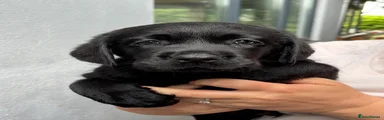 Labrador Retriever 1