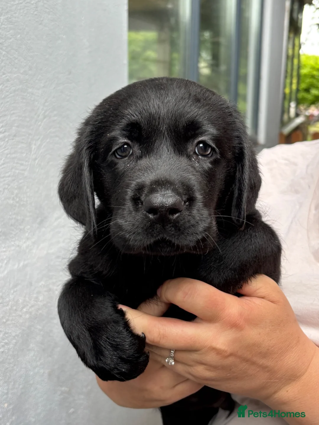 Labrador Retriever dogs for sale: Show type Black Labradors  - Advert 2
