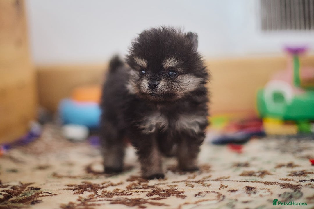 Pomeranian dogs for sale: KC Pomeranian puppies (Korean lines) - Image 14