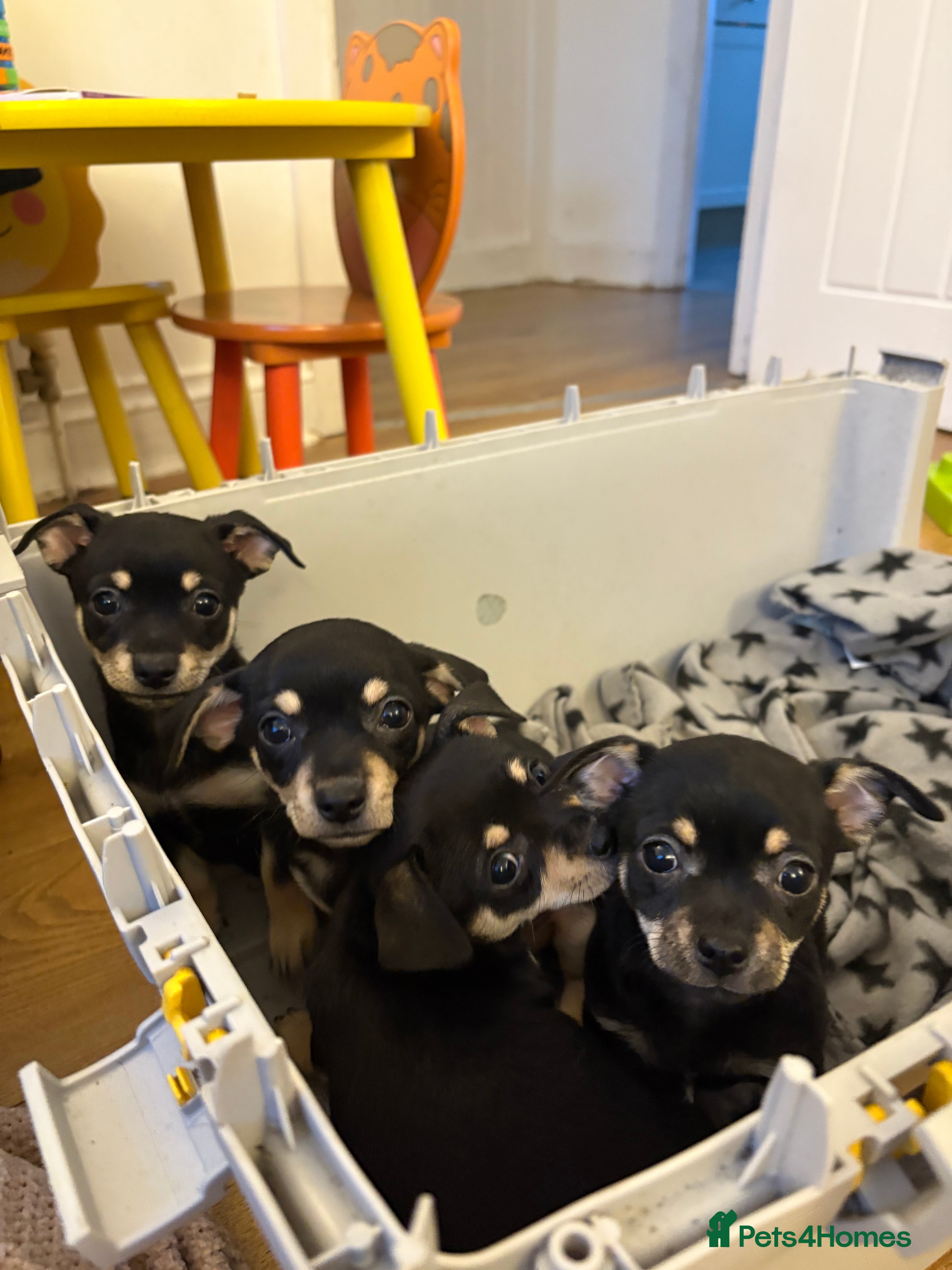 Mixed Breed dogs 🐶 Adorable Miniature Pinscher×Chihuahua Puppies - Advert 18