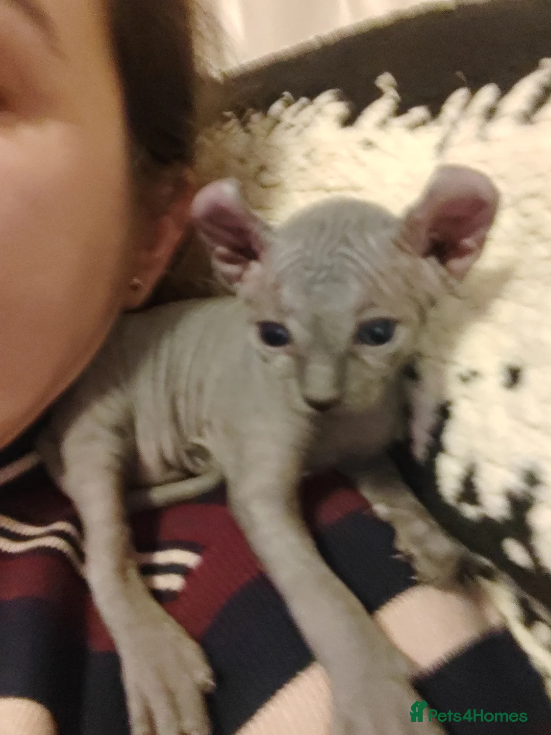 Sphynx cats for sale: Pair of Silver-Blue Elf Sphynx  - Advert 7
