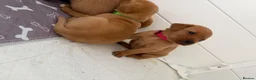 Labrador Retriever dogs for sale: KC registered. Ready to leave 3rd August 2026   - Advert 22