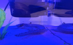 Axolotl reptiles for sale: Dark Axanthic Axolotl + Full Set Up - Image 3