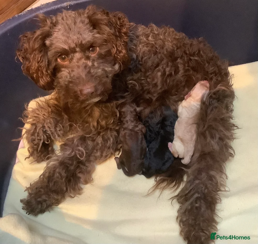 Miniature Poodle dogs for sale: MINIATURE POODLE PUPPIES x5 chocolate & apricot - Advert 1