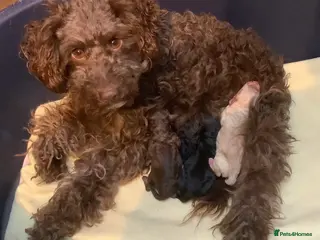 Miniature Poodle dogs MINIATURE POODLE PUPPIES x5 chocolate & apricot - Advert 3