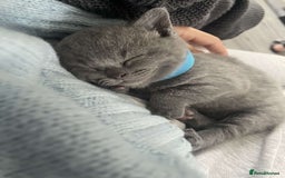 British Shorthair cats for sale: British Shorthairs in Bradford - Image 5