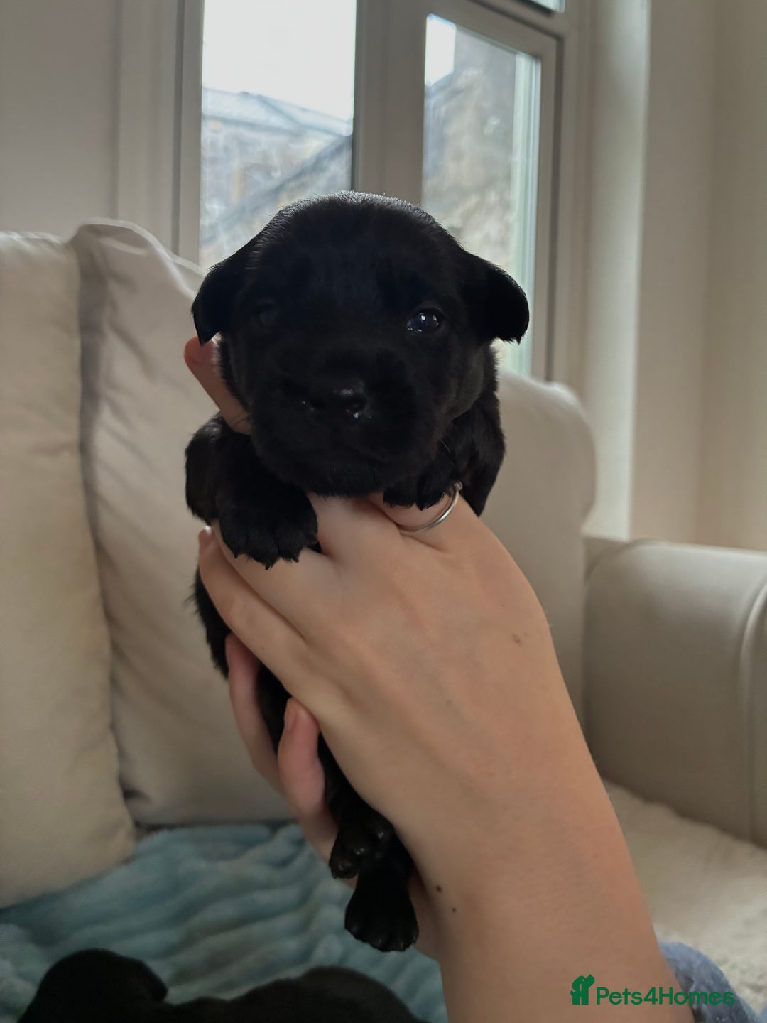 Patterdale Terrier dogs for sale: Patterdale pups  - Advert 11