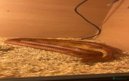 Corn Snake reptiles for sale: Corn snake for sale - Image 3