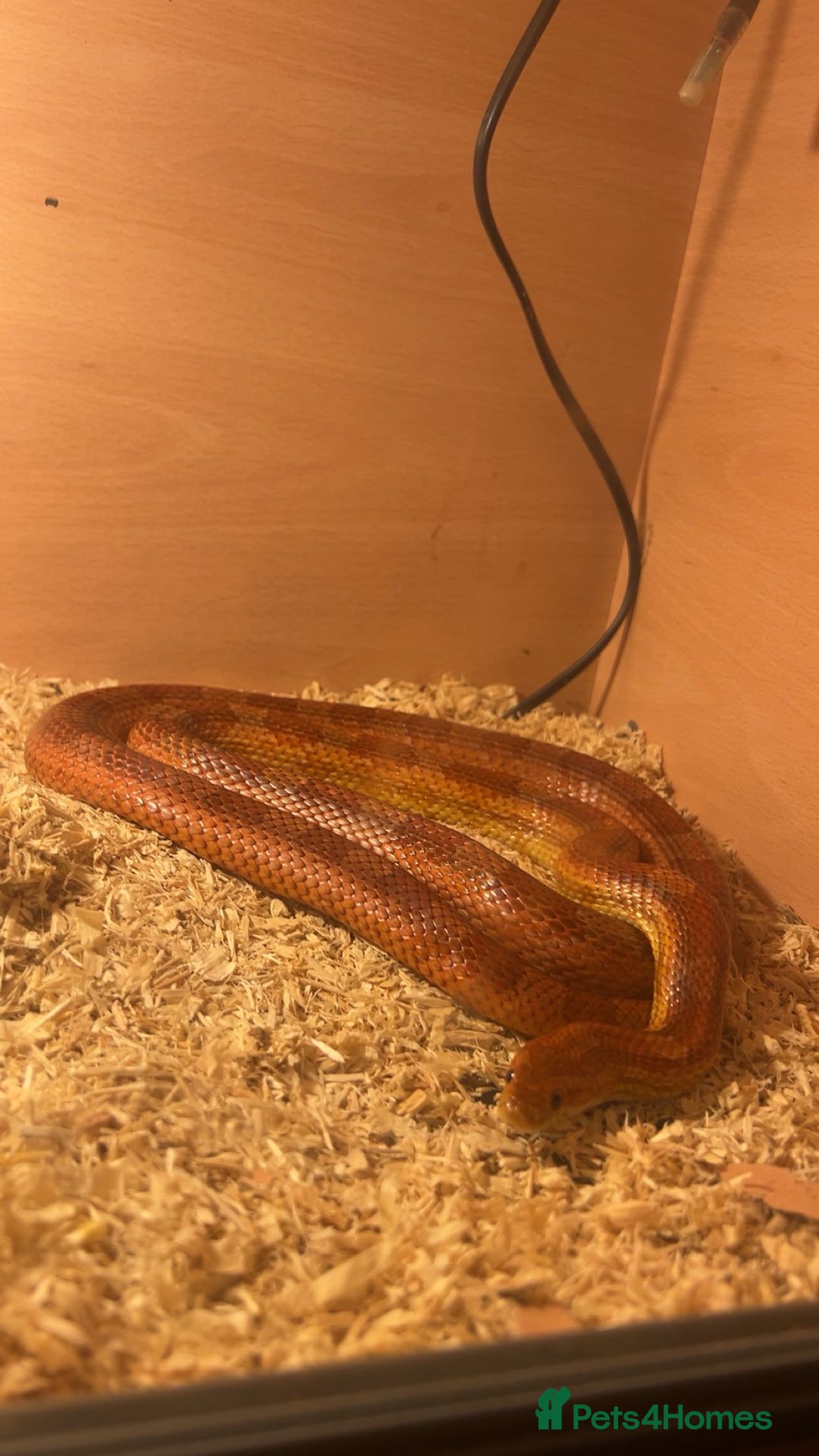 Corn Snake reptiles for sale: Corn snake for sale - Image 3