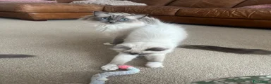 Ragdoll 2