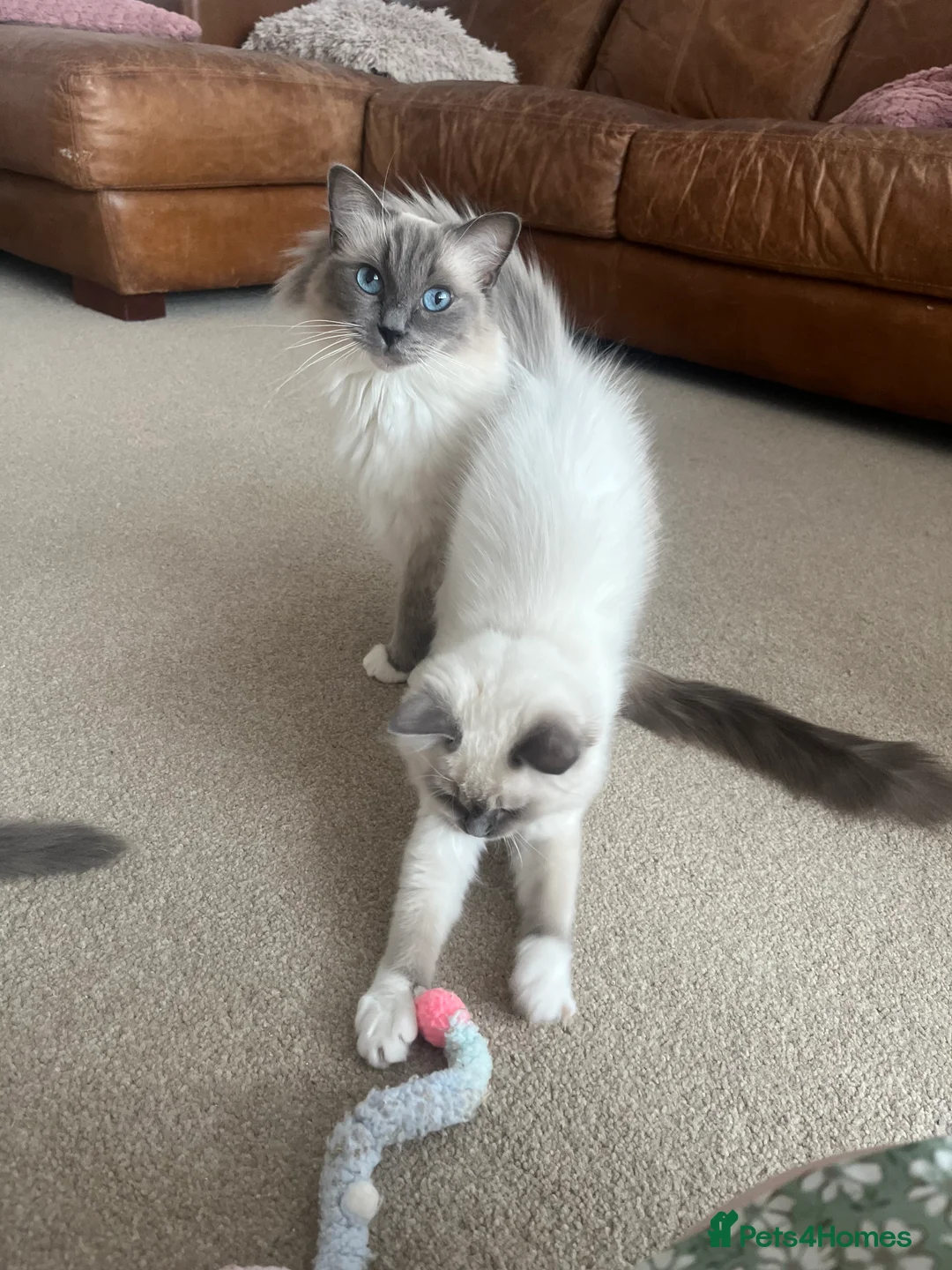 Ragdoll cats for sale: Ragdoll Kittens - Advert 2