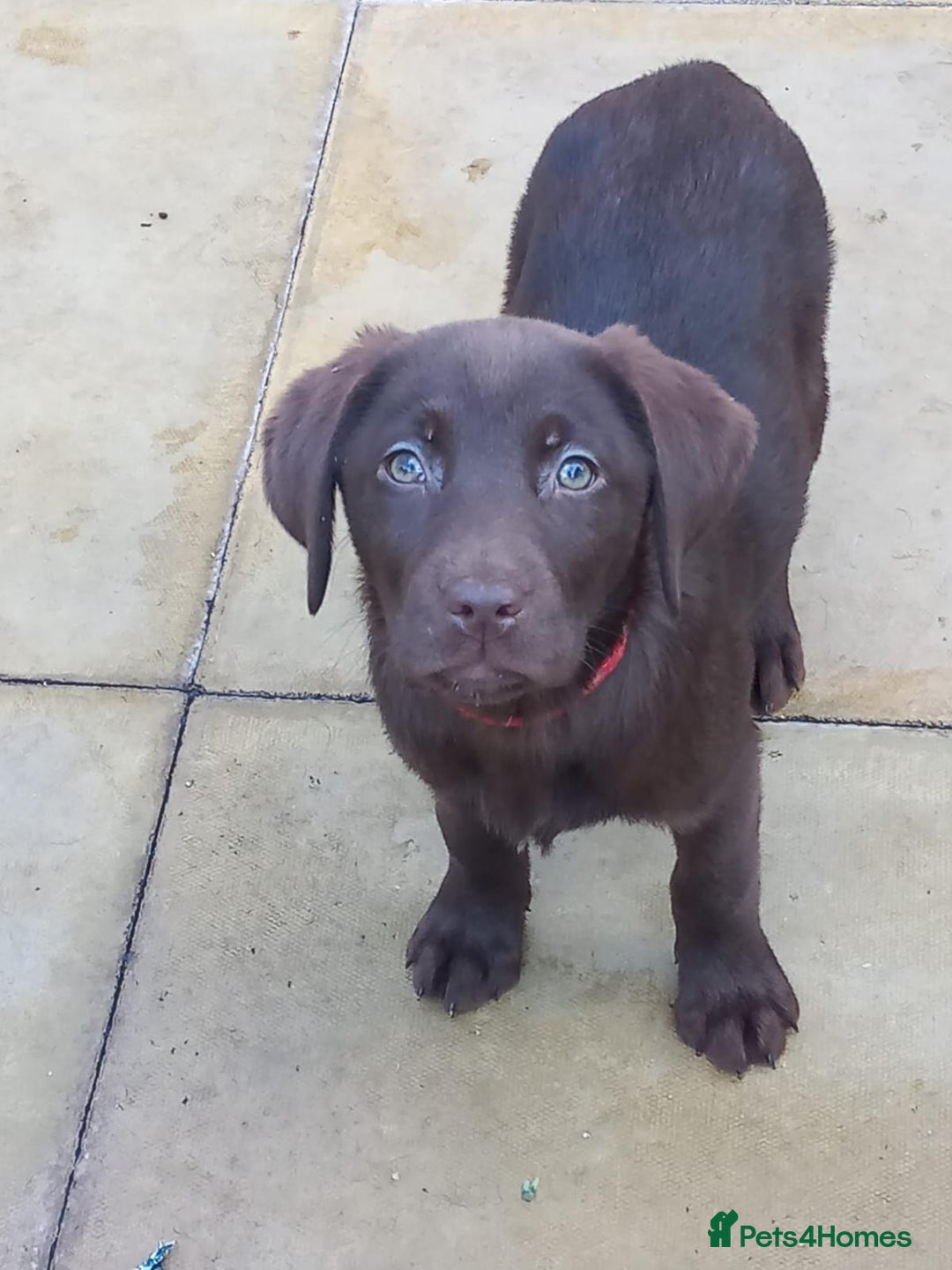 Labrador Retriever dogs for sale: Outstanding litter of Chocolate Labradors  - Advert 5