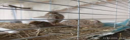 Quail poultry for sale: Coturnix Quail trio and group - Advert 9