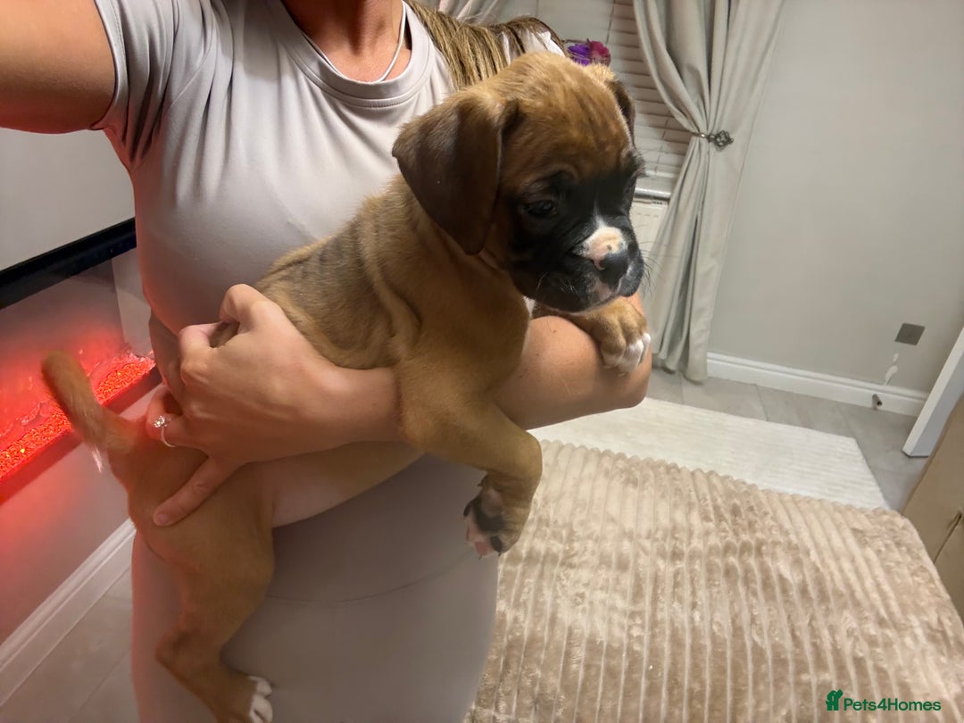 Boxer dogs for sale: Reduced Ready Now Kc Boxer Puppies - Image 32