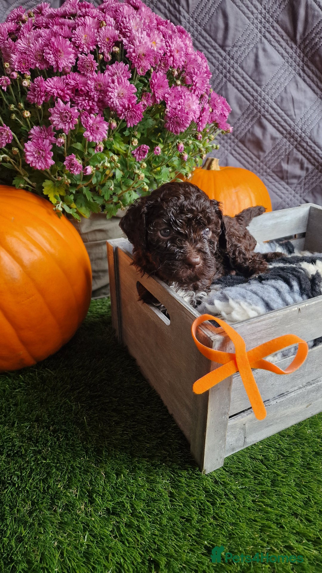 Lagotto Romagnolo dogs for sale: Beautiful Lagotto Romagnolo puppies, KC reg - Image 13