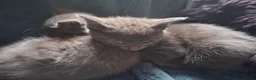 Mixed Breed cats for sale: ⭐️🐈SUPERB BENGAL X RUSSIAN BLUE 🐈⭐️ in Hatfield - Advert 21
