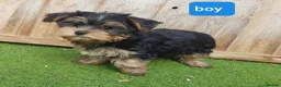 Yorkshire Terrier dogs for sale: Yorkshire terrier puppies 1  boy 12 weeks old  - Advert 7