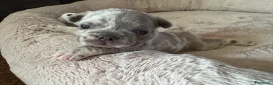 French Bulldog 4