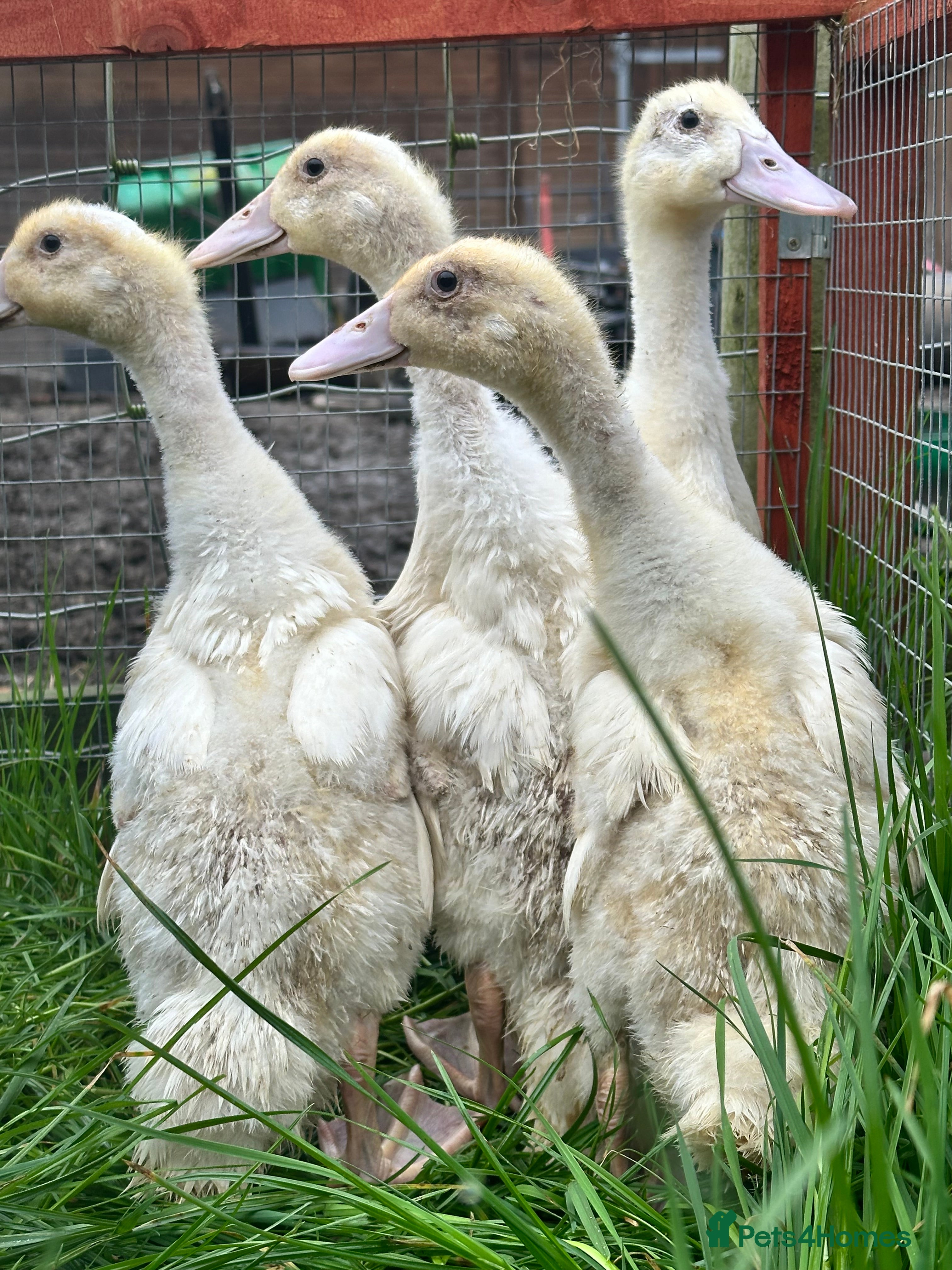 Ducks poultry 4 female cherry valley ducklings  - Advert 1