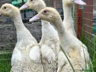 Ducks poultry 4 female cherry valley ducklings - Advert 9