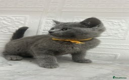 Russian Blue cats for sale: Russian Blu/British Blu - Image 5