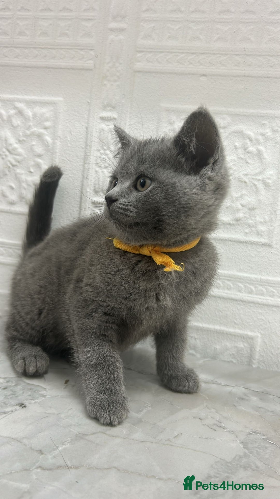 Russian Blue cats for sale: Russian Blu/British Blu - Image 5