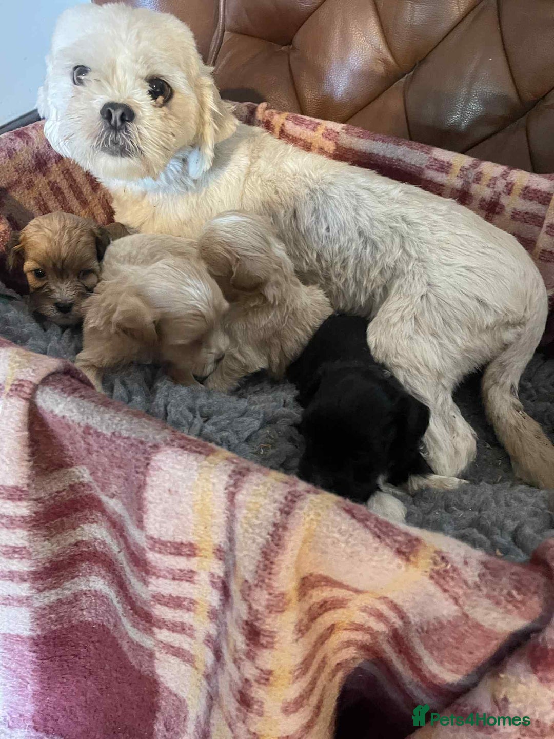 Lhasapoo dogs for sale: Lhasapoo puppies - Advert 2