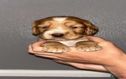Cocker Spaniel dogs for sale: Working Cocker spaniel  - Image 6