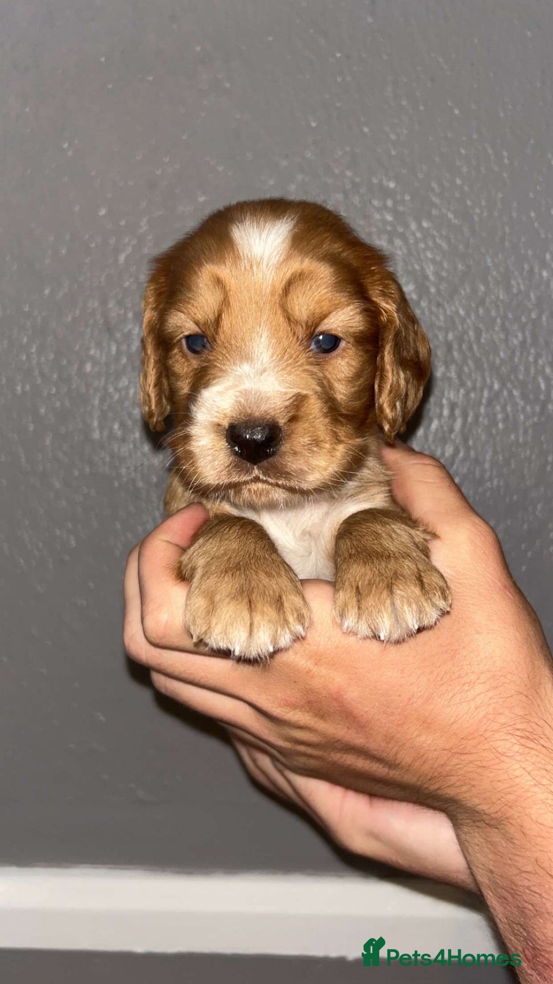 Cocker Spaniel dogs for sale: Working Cocker spaniel  - Image 6