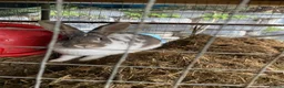 Mixed Breed rabbits for sale: New zealand, rex and mixed doves for sale! - Advert 9