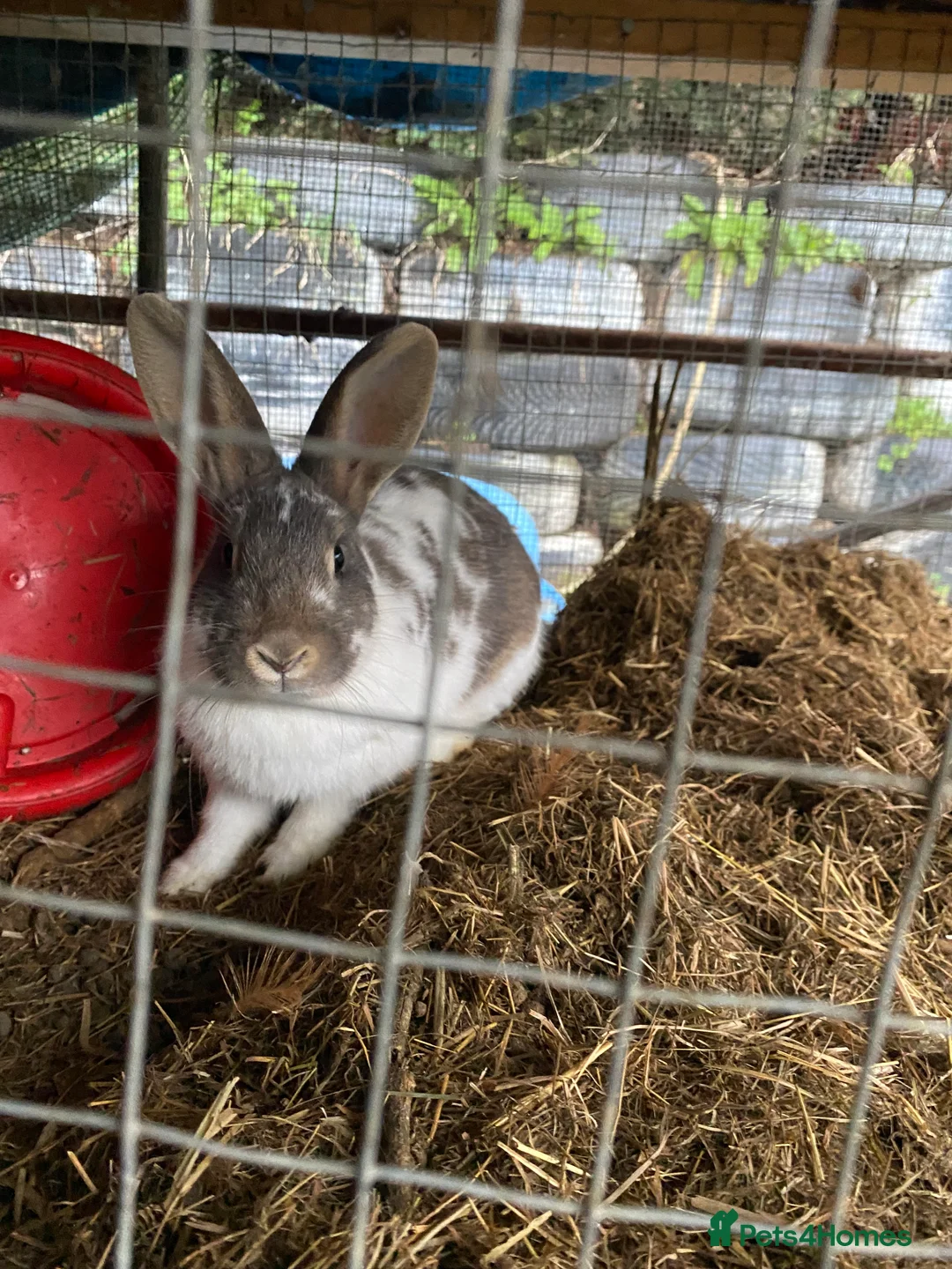 Mixed Breed rabbits for sale: New zealand, rex and mixed doves for sale! - Advert 9