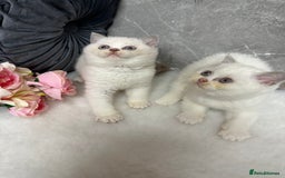 British Shorthair cats for sale: Blue/Lilac/Bicolour & Tortie Full Pedigree Reg BSH - Image 6
