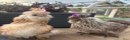 Chickens poultry for sale: 3 beautiful female silkies  - Advert 13