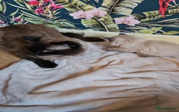 Ragdoll cats for sale: Ragdoll kittens  - Image 9