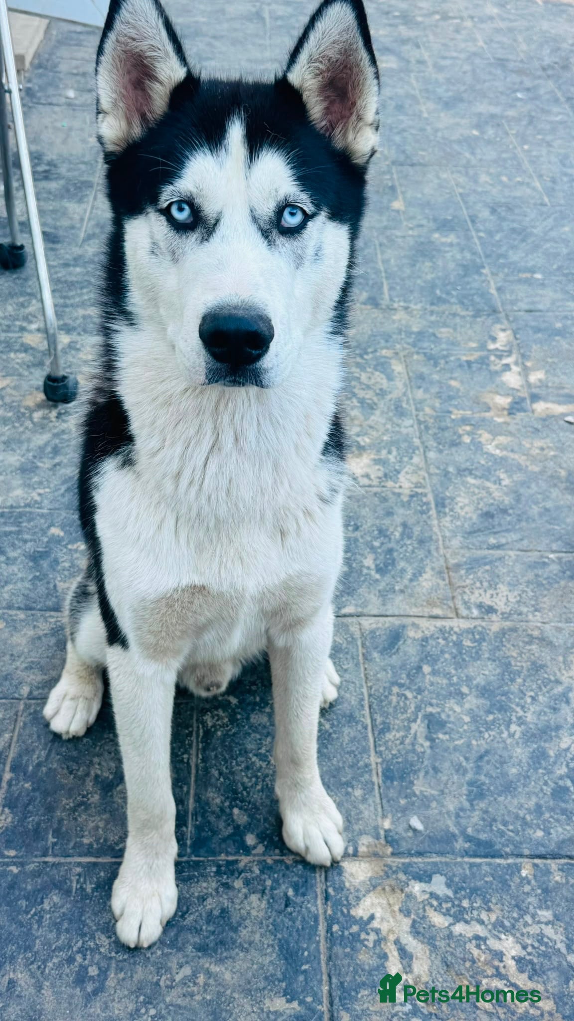 Siberian Husky dogs 🐾Efe&Sky-looking for a loving home 🐾 - Advert 3