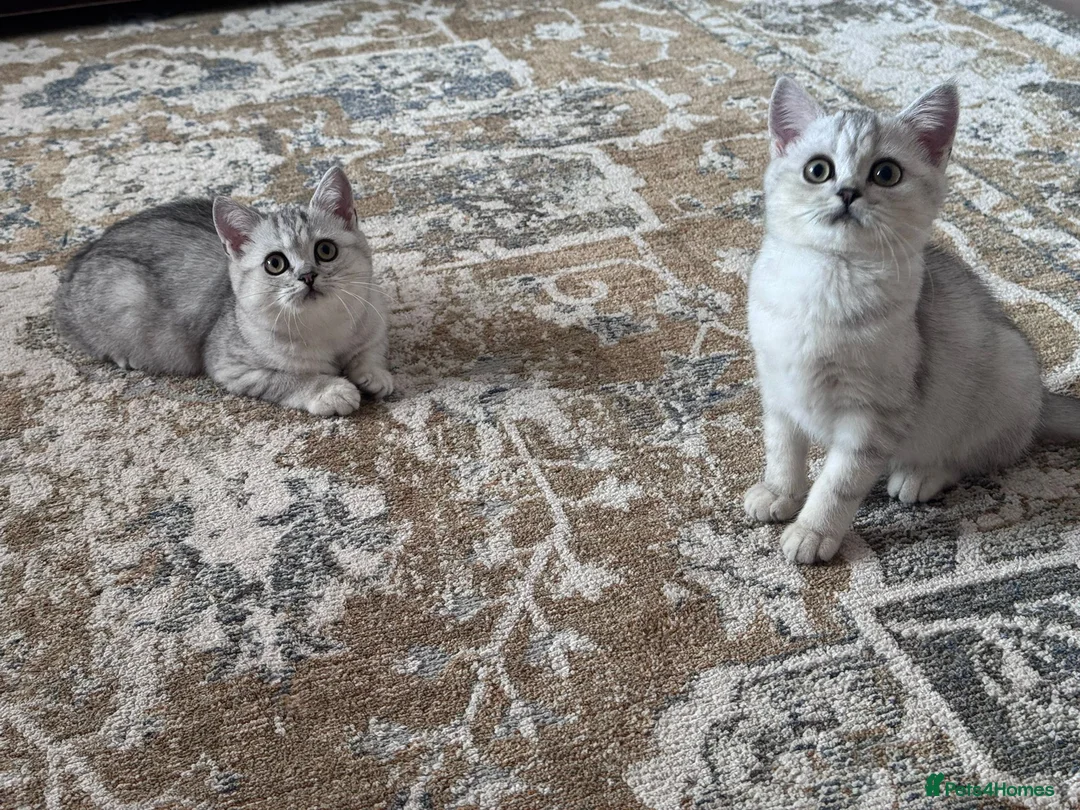 British Shorthair cats for sale: TICA Reg.BSH Black Silver Spotted Tabby kittens - Advert 2